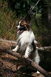 EPAGNEUL PAPILLON 165